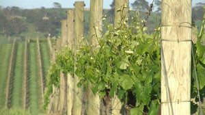 Two Can Pictures Pic 4 - yarra valley vines