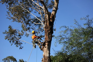 Melbourne Tree Stump Removal Pty Ltd Pic 2 - Climbing the Tree