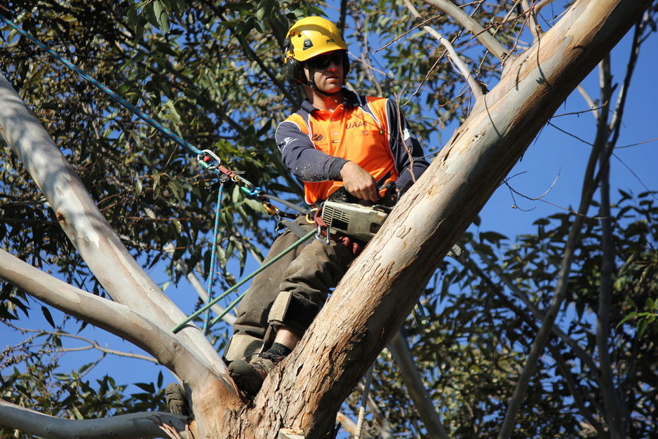 Melbourne Tree Stump Removal Pty Ltd Pic 1 - Tree Climber