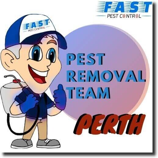 Pest Control Perth Pic 1