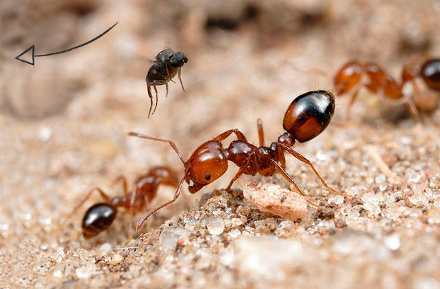 Pest Control Launceston Pic 1 - Ant Spraying Launceston