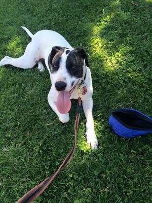 Wise Tails Pic 2 - Gypsy having a break on a hot day