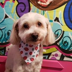 Doghouse Salon & Barkery Pic 5