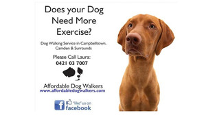 Affordable Dog Walkers Pic 5