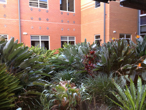 Robina Public Hospital Pic 5 - Lovely gardens between wards at Robina Hospital