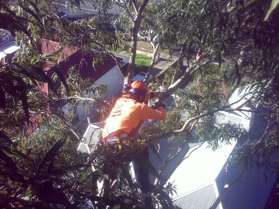 Proarbor Tree Strategies Pic 1 - Arborist Adelaide Tree surgery Tree removal Tree Pruning Stump grinding Deadwood removal Structural pruning Maintenance pruning Canopy lift Reports and consultation