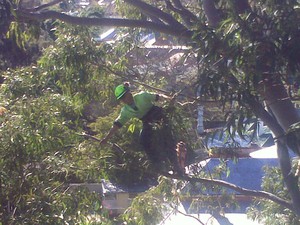 Proarbor Tree Strategies Pic 2 - Arborist Adelaide Tree surgery Tree removal Tree Pruning Stump grinding Deadwood removal Structural pruning Maintenance pruning Canopy lift Reports and consultation