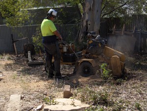 Proarbor Tree Strategies Pic 3 - Arborist Adelaide Tree surgery Tree removal Tree Pruning Stump grinding Deadwood removal Structural pruning Maintenance pruning Canopy lift Reports and consultation