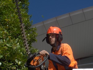 Proarbor Tree Strategies Pic 4 - Arborist Adelaide Tree surgery Tree removal Tree Pruning Stump grinding Deadwood removal Structural pruning Maintenance pruning Canopy lift Reports and consultation