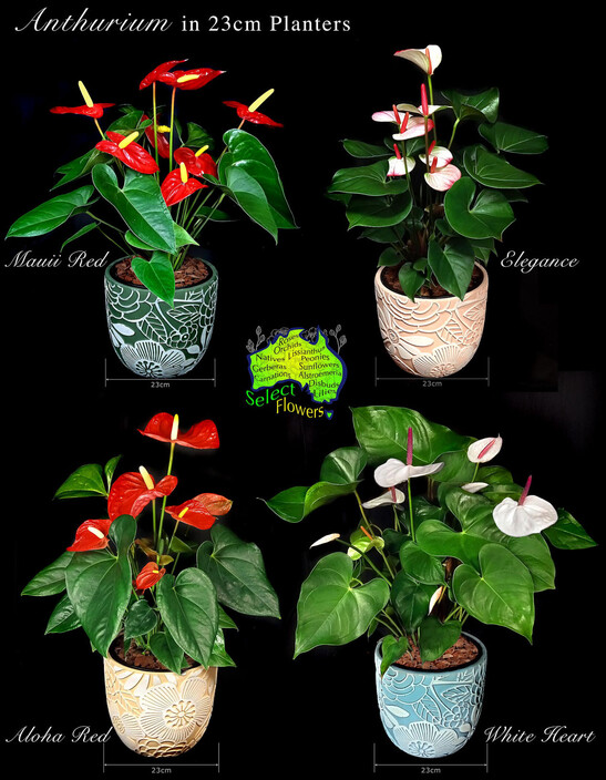 Caloundra Florist & Flowering Gifts Pic 1 - Anthurium in 23cm Planters