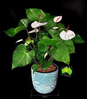 Caloundra Florist & Flowering Gifts Pic 2 - Anthurium in 23cm Blue Planter