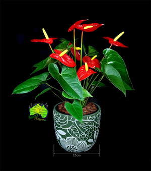 Caloundra Florist & Flowering Gifts Pic 3 - Anthurium in 23cm Green Planter