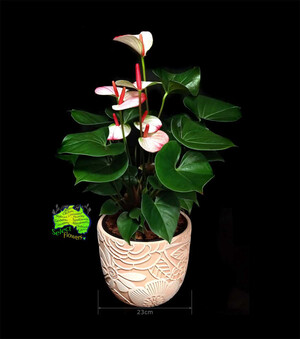 Caloundra Florist & Flowering Gifts Pic 4 - Anthurium in 23cm Pink Planter