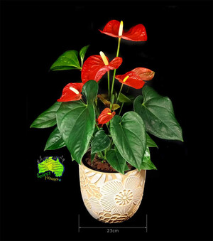 Caloundra Florist & Flowering Gifts Pic 5 - Anthurium in 23cm Yellow Planter