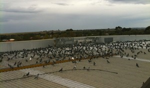 Aardvark Pest Control Pic 3 - Pigeons can multiply from 2 to 400 in twelve months