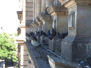 Aardvark Pest Control Pic 2 - Pigeons foul many older building in Adelaide and suburbs