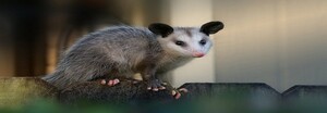 Possum Removal Hobart Pic 2