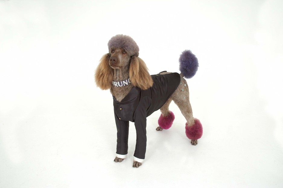 Animal magic Pet Grooming in Mudgeeraba, QLD, Pet Groomers TrueLocal