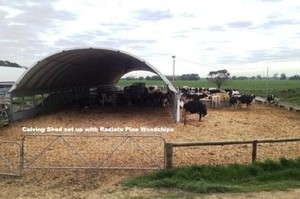 Glenara Transport Pty Ltd Pic 2 - Calving Shed Radiata Pine Chips