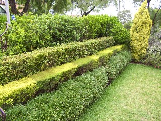 Matt Coonan-lawnmowing Pic 1