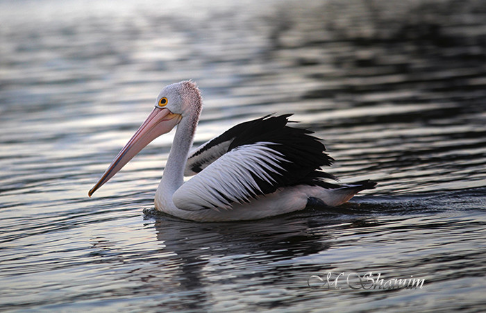 Photos 4U Noosa Pic 1 - Pelican