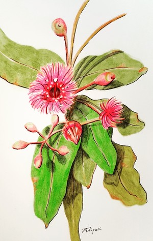 Michelle Ripari Art Pic 4 - Gum Blossom 2018 Watercolour Pencils on Paper