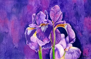 Michelle Ripari Art Pic 2 - Irises 2018 Watercolour Coloured Pencils on Paper