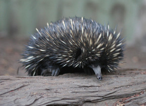 Echidna Springs Wildlife Adventures Pic 4