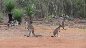 Echidna Springs Wildlife Adventures Pic 3