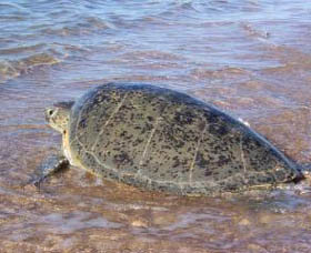 Mackerel Islands Pic 1 - Mackerel Islands Western Australia