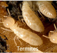 Titan Pest Control Pic 1 - Termites