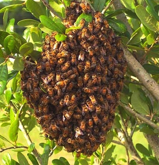 Wild Honey Pic 1 - Swarms all locations