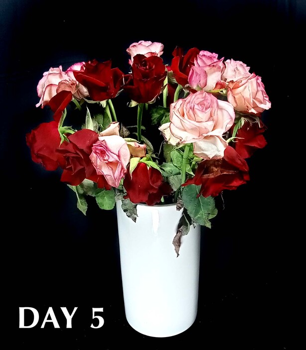 Jabula Roses Pic 1 - Day 5