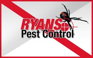 Ryan's Pest Control Pic 2 - Spider Pest Control