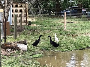 Abundant Layers Pic 4 - Indian Runner Ducks