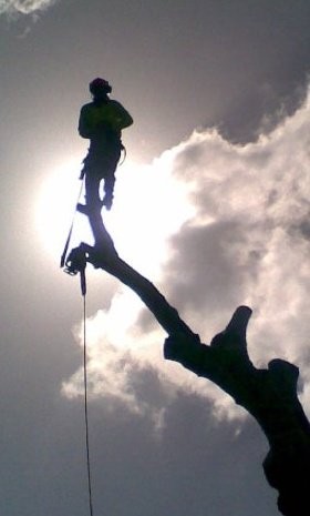 Plumb Trees Pic 3 - Poplar Tree Removal In An Established Garden