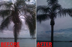 Plumb Trees Pic 4 - Before And After Palm Clean Up