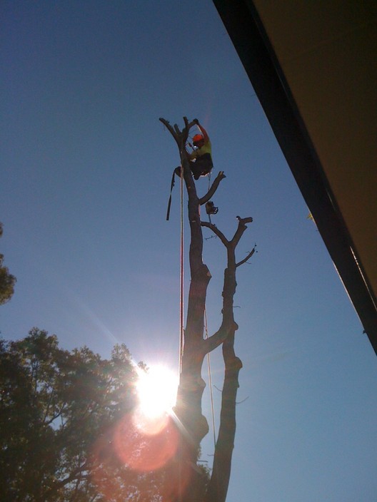 Plumb Trees Pic 1 - Plumb Trees Croydon NSW Professional Tree Surgeon