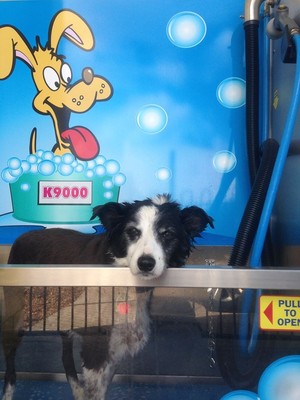 Puddles Car Wash & Dog Wash Pic 2 - Warm Dogwash