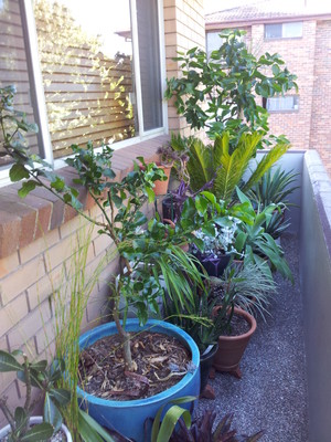 The Planted Balcony Pic 4 - 2B Parramatta balcony after makeover