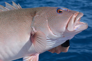 Tobin Fish Tales Pic 3 - Best of the best the gorgeous coral trout