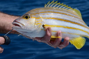 Tobin Fish Tales Pic 4 - Another delicious local reef fish the Stripey bass