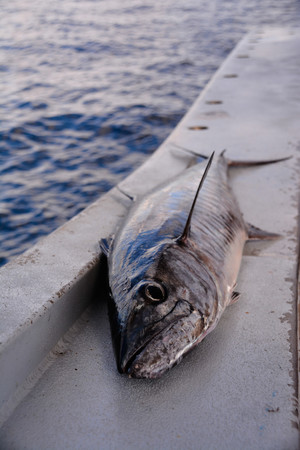 Tobin Fish Tales Pic 5 - We use high quality Spanish mackerel as our standard fish and chip fish