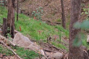 Wood Duck Gardening Pic 3 - Native bushcare work