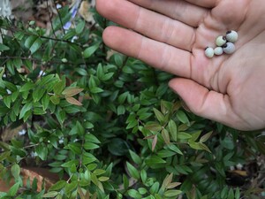 Wood Duck Gardening Pic 4 - Bush tucker