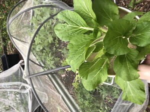 Wood Duck Gardening Pic 5 - Edible gardening