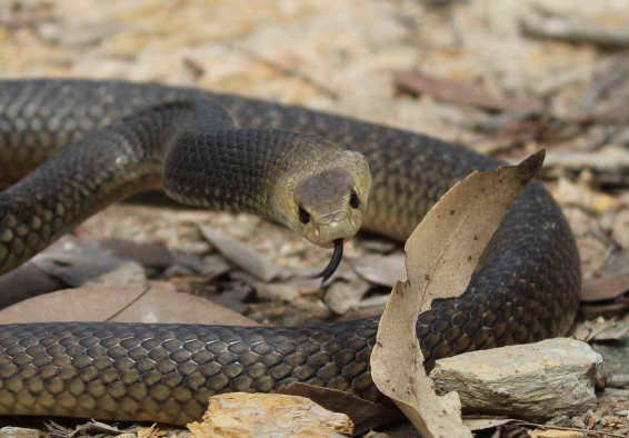 Snake Out Brisbane Pic 1 - Eastern Brown Snake South Brisbane