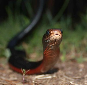 Snake Out Brisbane Pic 2 - Red Bellied Black East Brisbane