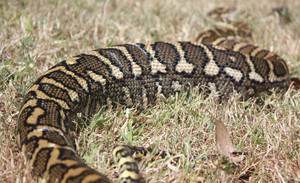 Snake Out Brisbane Pic 3 - Carpet Python West Brisbane