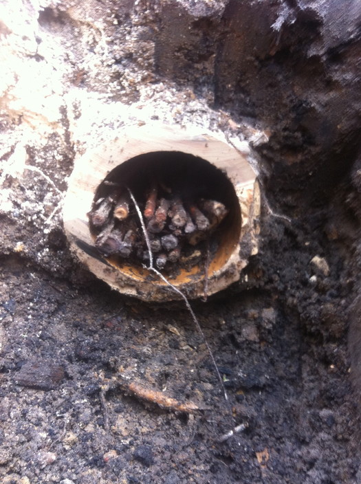 Turnbull Plumbing Pty Ltd Pic 1 - Tree roots in drains